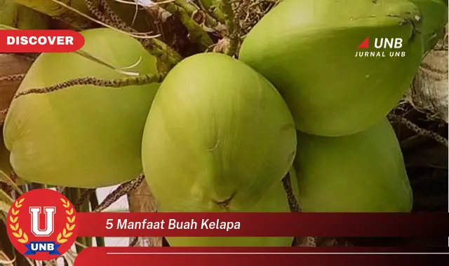 5 manfaat buah kelapa