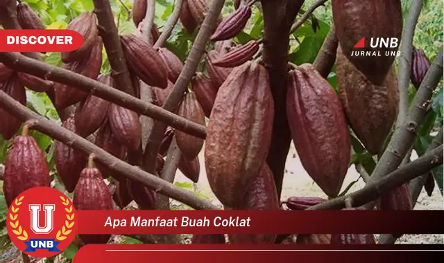 apa manfaat buah coklat