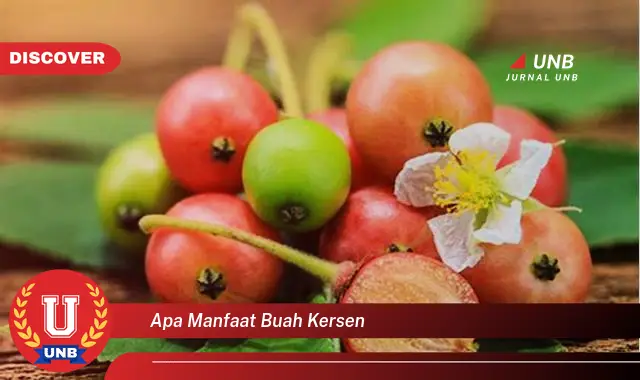 apa manfaat buah kersen