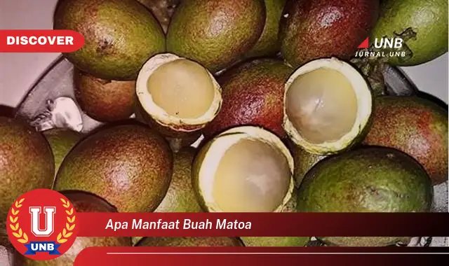 apa manfaat buah matoa