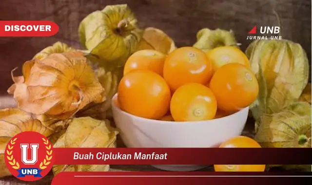 buah ciplukan manfaat