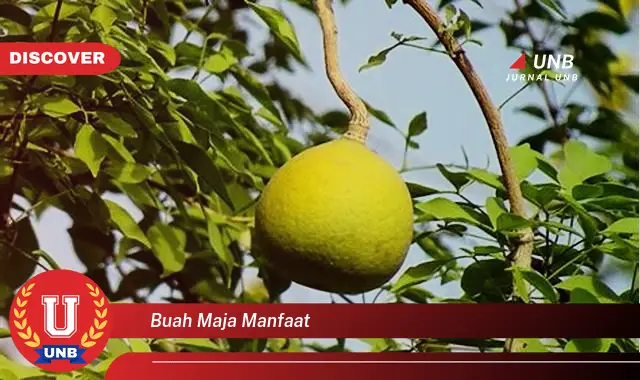 buah maja manfaat