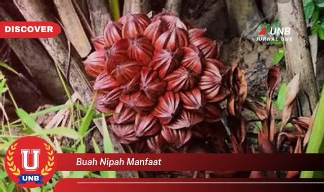 buah nipah manfaat