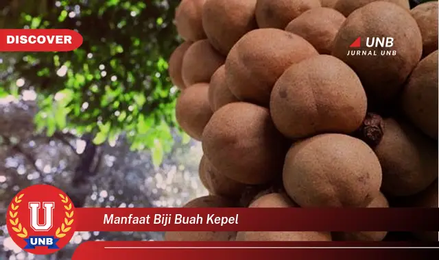 manfaat biji buah kepel