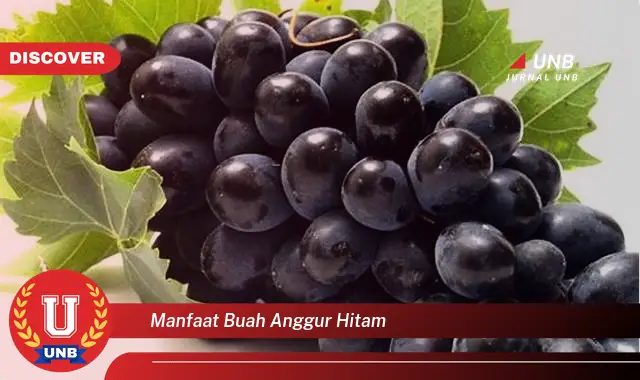 manfaat buah anggur hitam