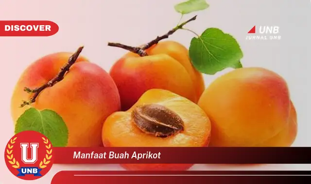 manfaat buah aprikot manfaat buah aprikot