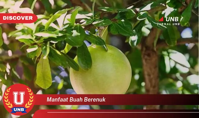 manfaat buah berenuk