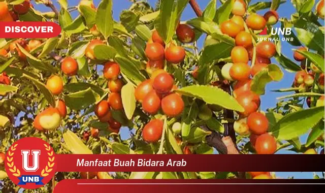 manfaat buah bidara arab manfaat buah bidara arab