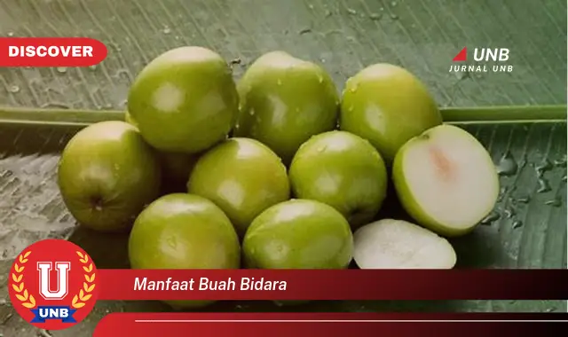 manfaat buah bidara manfaat buah bidara