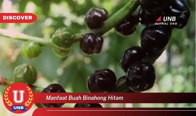 manfaat buah binahong hitam