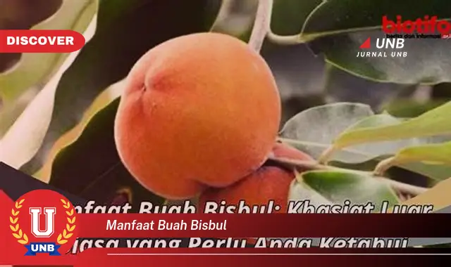 manfaat buah bisbul