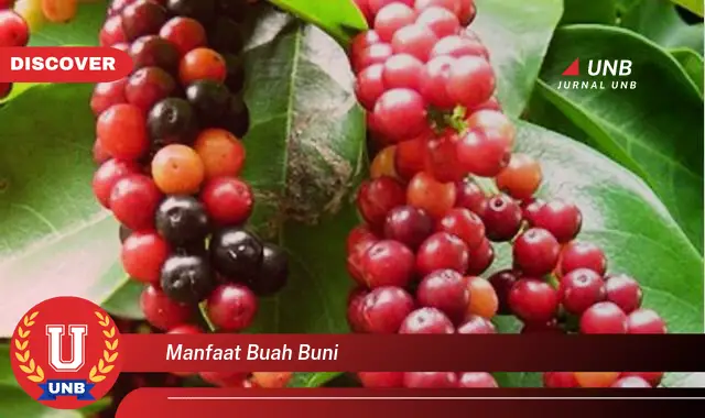 manfaat buah buni manfaat buah buni