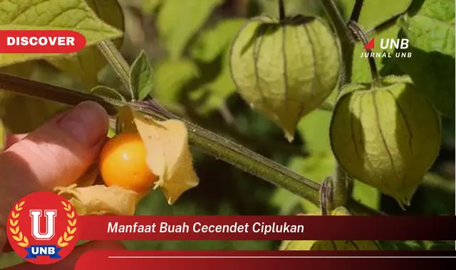 manfaat buah cecendet ciplukan