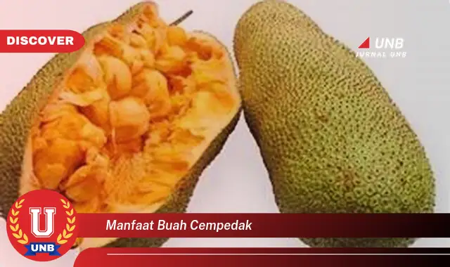 manfaat buah cempedak