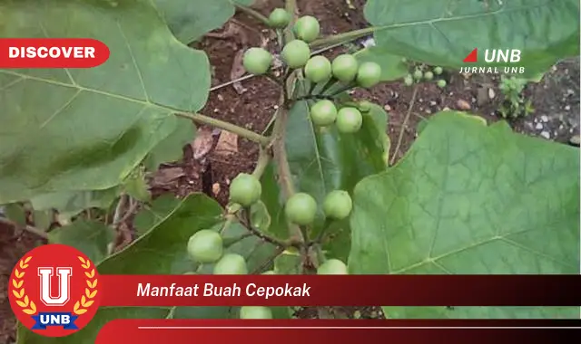 manfaat buah cepokak manfaat buah cepokak
