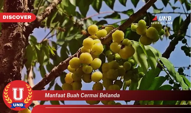 manfaat buah cermai belanda