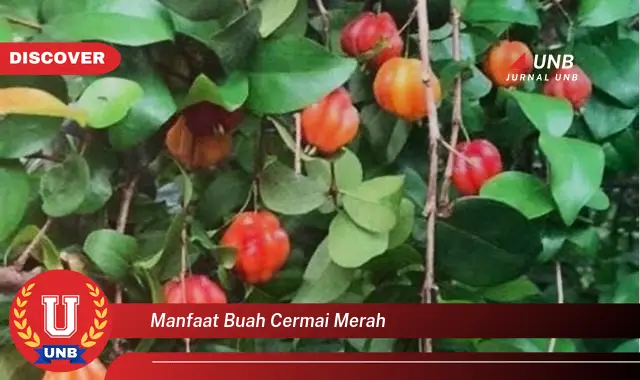 manfaat buah cermai merah