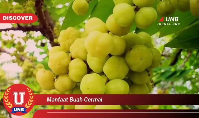 manfaat buah cermai