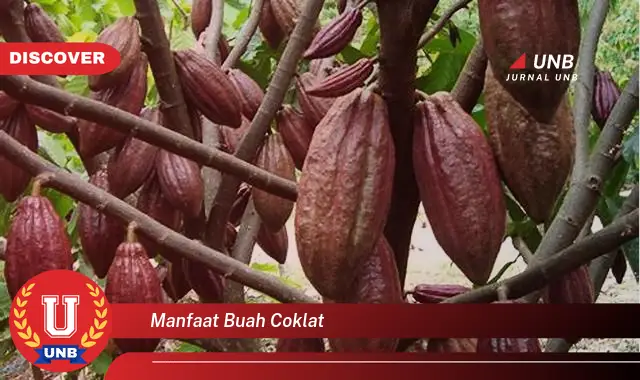 manfaat buah coklat