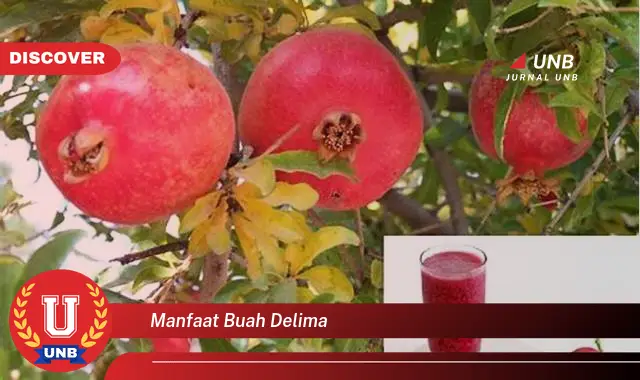 manfaat buah delima manfaat buah delima