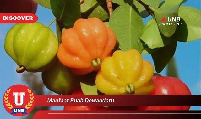 manfaat buah dewandaru