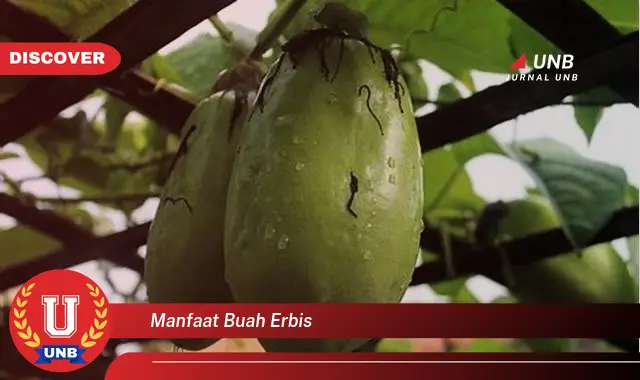 manfaat buah erbis