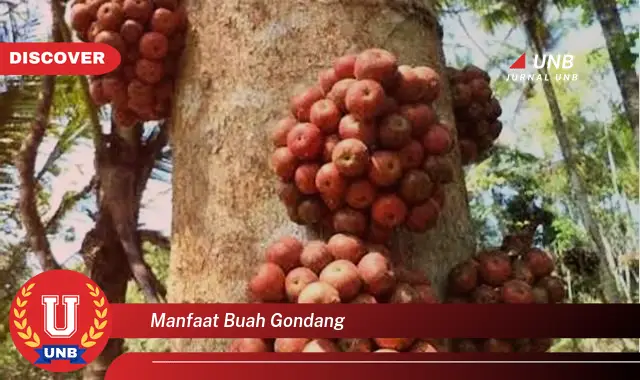 manfaat buah gondang