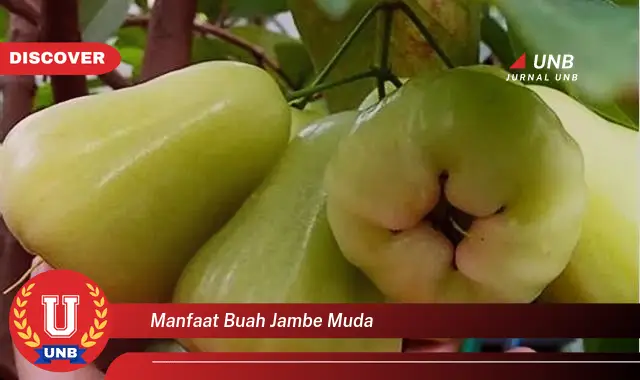 manfaat buah jambe muda