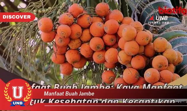 manfaat buah jambe manfaat buah jambe