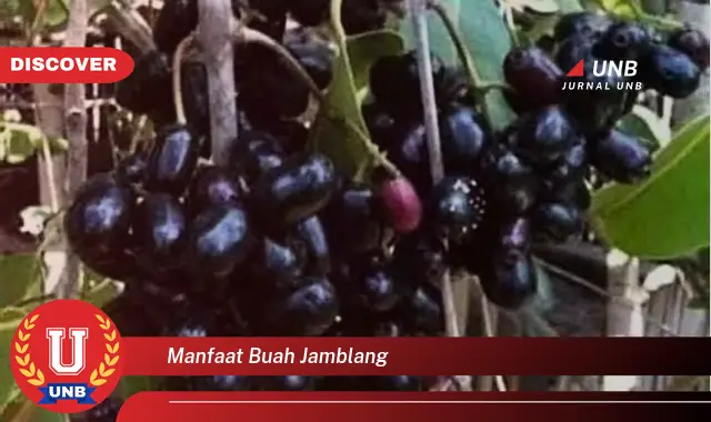 manfaat buah jamblang