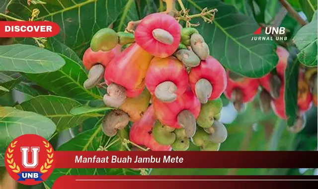 Temukan Manfaat Jambu Mete Yang Jarang Diketahui