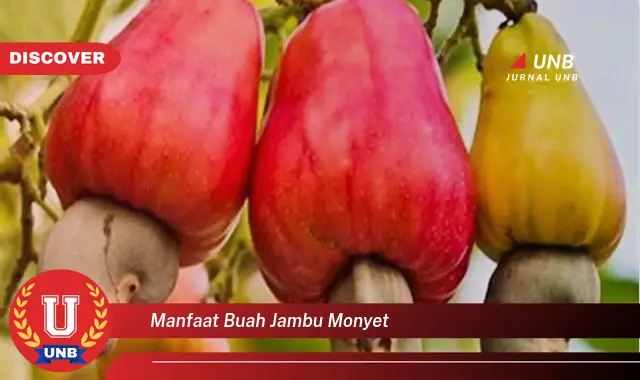 manfaat buah jambu monyet