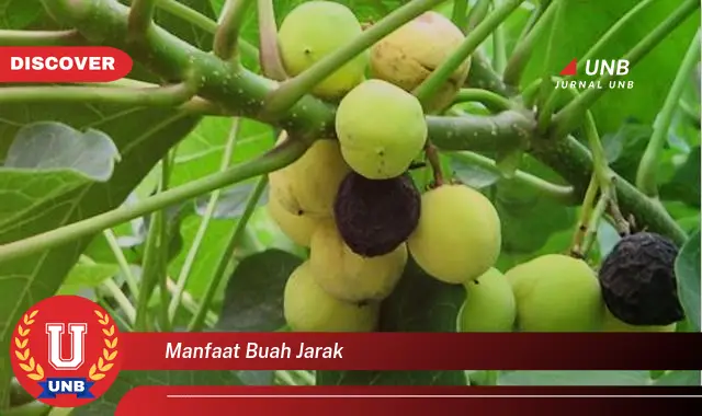 manfaat buah jarak