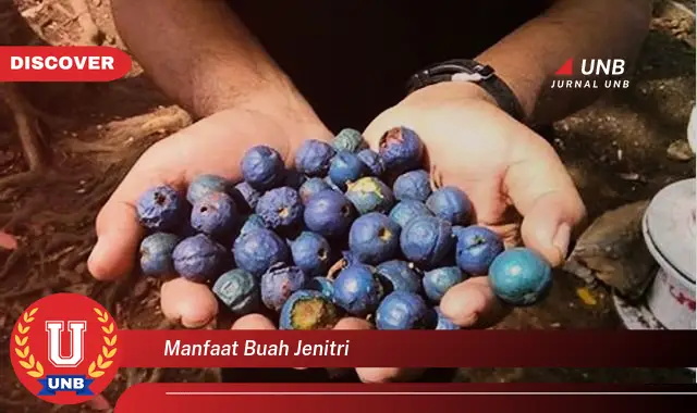 manfaat buah jenitri