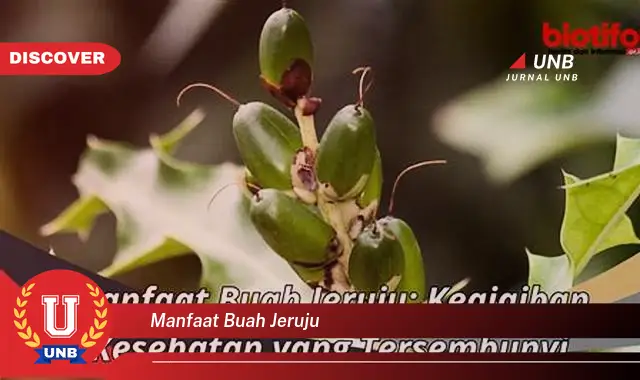 manfaat buah jeruju manfaat buah jeruju