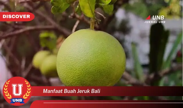 manfaat buah jeruk bali