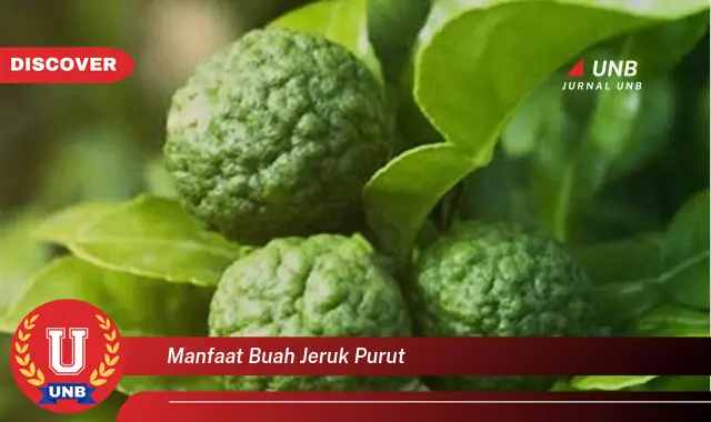 manfaat buah jeruk purut