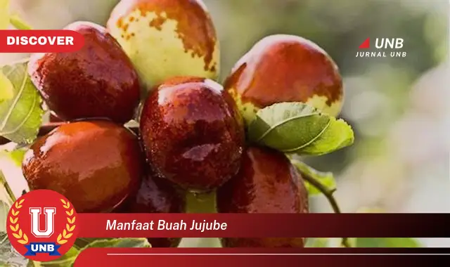 manfaat buah jujube