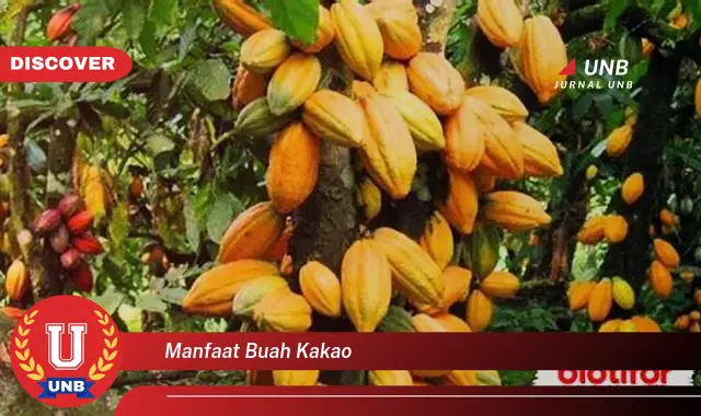 Temukan 6 Manfaat Buah Kakao yang Masih Tersembunyi