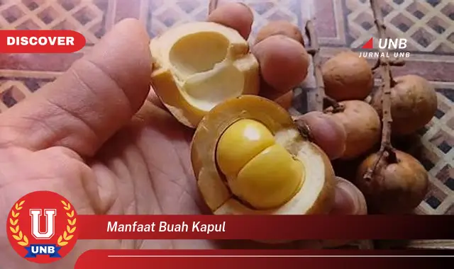 manfaat buah kapul