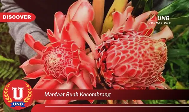 manfaat buah kecombrang