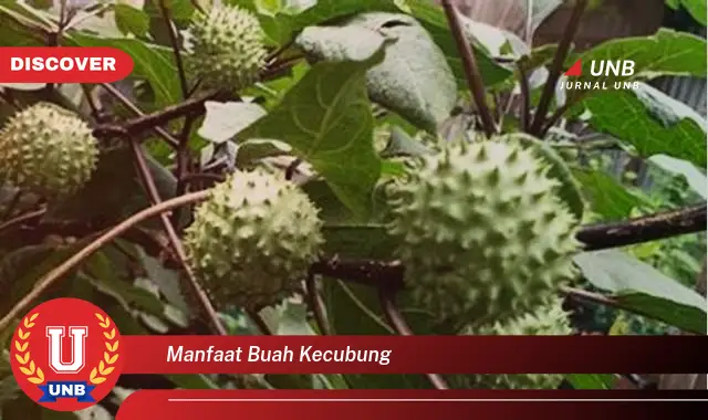 manfaat buah kecubung manfaat buah kecubung
