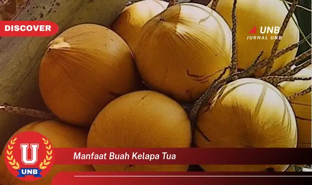 manfaat buah kelapa tua