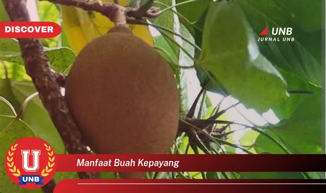 manfaat buah kepayang