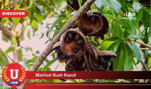 manfaat buah kepuh