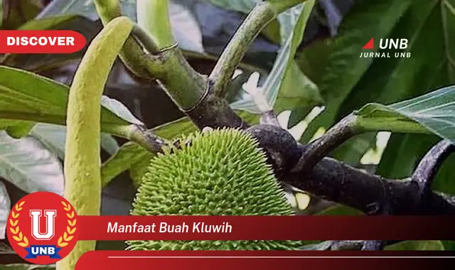 manfaat buah kluwih