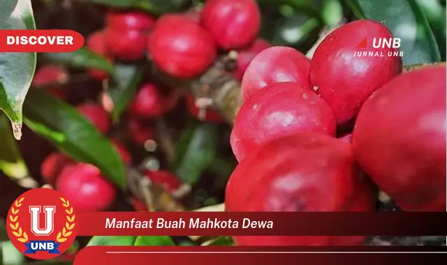 manfaat buah mahkota dewa