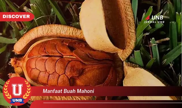 manfaat buah mahoni manfaat buah mahoni