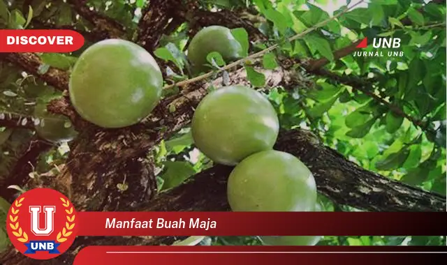 manfaat buah maja