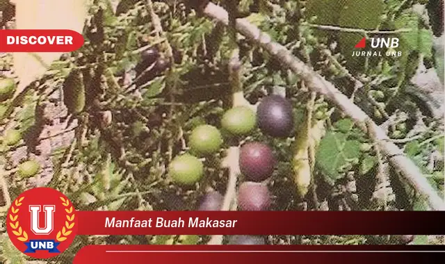 manfaat buah makasar